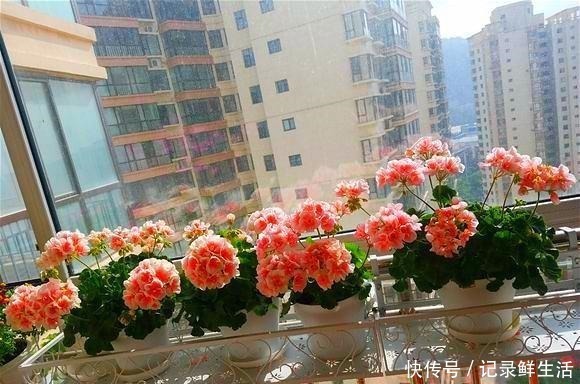 品种|为了养花，她花了3年时间，把家改造成了一个漂亮大花房，太惊艳！