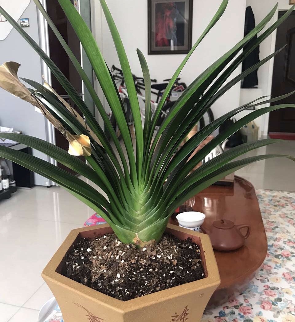 植株|担心“君子兰”今年不开花2种肥料“换着用”,入冬开花不用愁