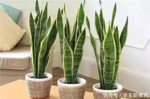 虎皮兰怎么窜高快给它喂点好东西,蹭蹭长叶两米高!