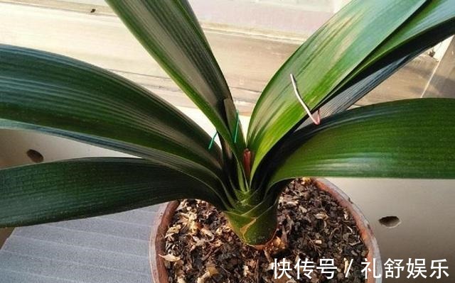 施肥|君子兰根系粗壮，花箭乱窜，多亏了这2步，现在实施时间正好！