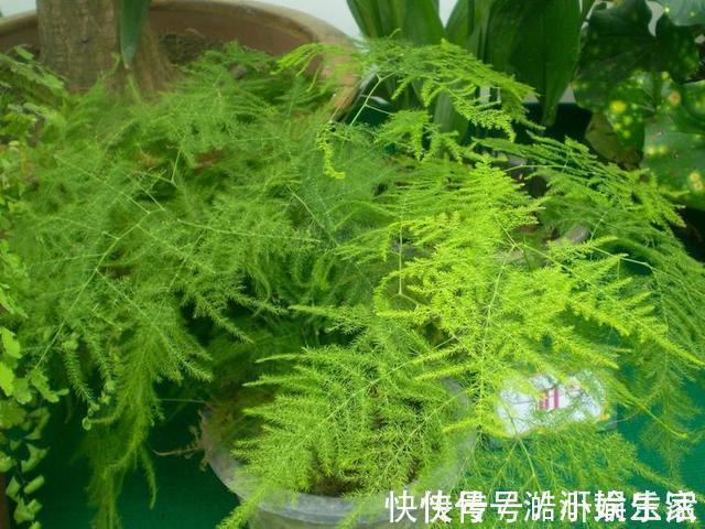 花卉|文竹黄叶不要慌,这“3种”物品,兑水浇盆里,黄叶全不见!