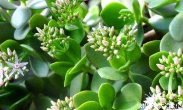 以下4种植物适合新手养,一个月不浇水照样长,懒人党的福音!