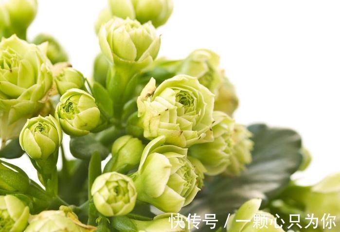 适当埋点小颗粒,长寿花顺利开花,期限长