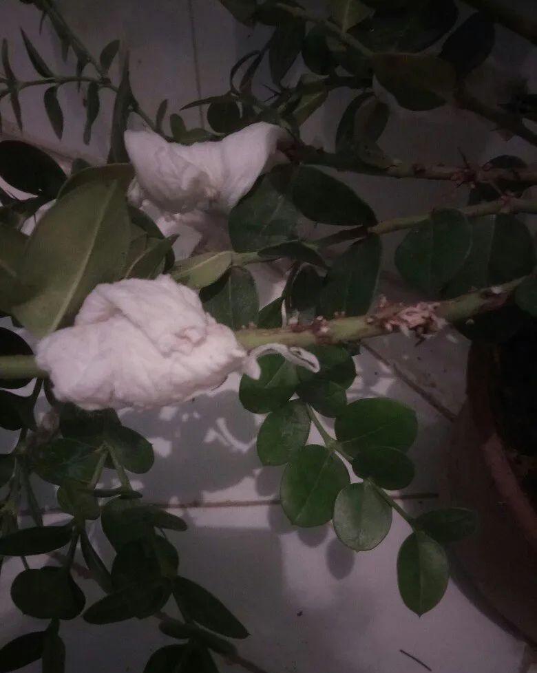 冬天扦插,用了这3种神器,成活率100%