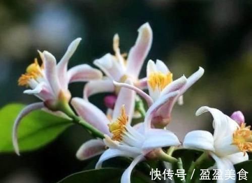 4种香妃花，室内养上一盆，闻之心旷神怡，极富观赏价值