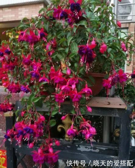 漂亮|3种漂亮花,9月喂点大补肥,新叶新芽一起长,开花一茬接一茬