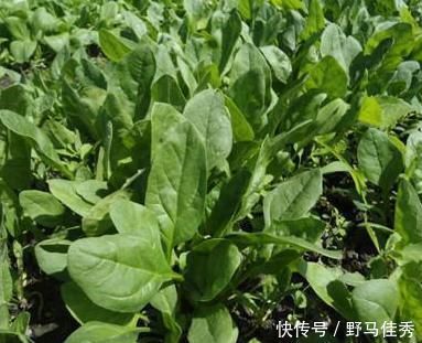 烧麦|2种蔬菜是孩子发育的“绊脚石”,3位专家提醒:长高慢,假期少给娃吃