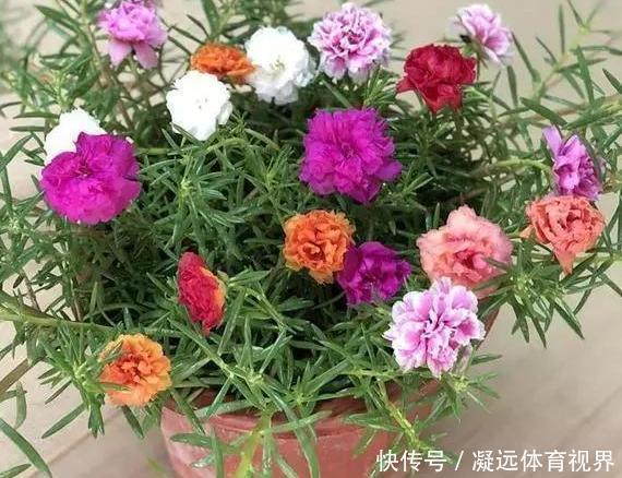养花需谨记合理施肥，注意''3要素''，盆栽开花又大又漂亮