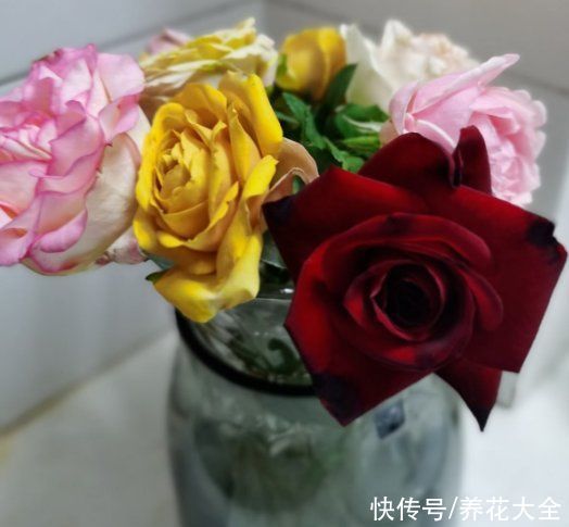 黑王子|不想养绿植，种了这4种“黑植”，养得起劲却差点被扔掉