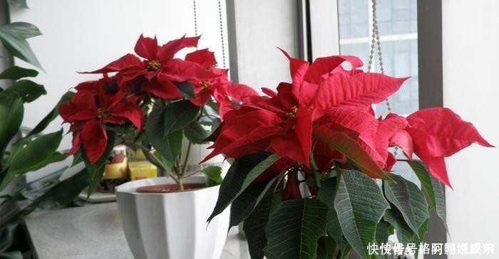 马蹄莲马蹄莲|这“4种”花再便宜也别养,个个是“毒花”,看完赶紧搬走