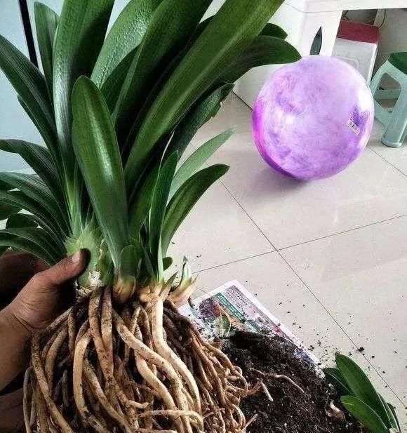 肥料|花盆里种的花不需要买泥土,用这种东西混合种的花草都很旺盛