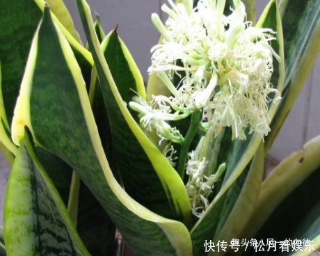 家养虎皮兰总是长不好,三个错误要避免,这样才能轻松长不停