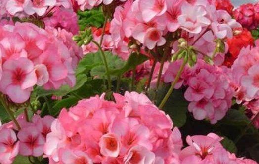 农历十一月大雪过后,养什么花?家里养3种花,吉庆有余万事顺心