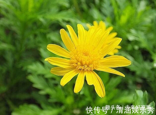 “菊中精品”情人菊,似娇艳情人,美艳优雅,堪称养花必备