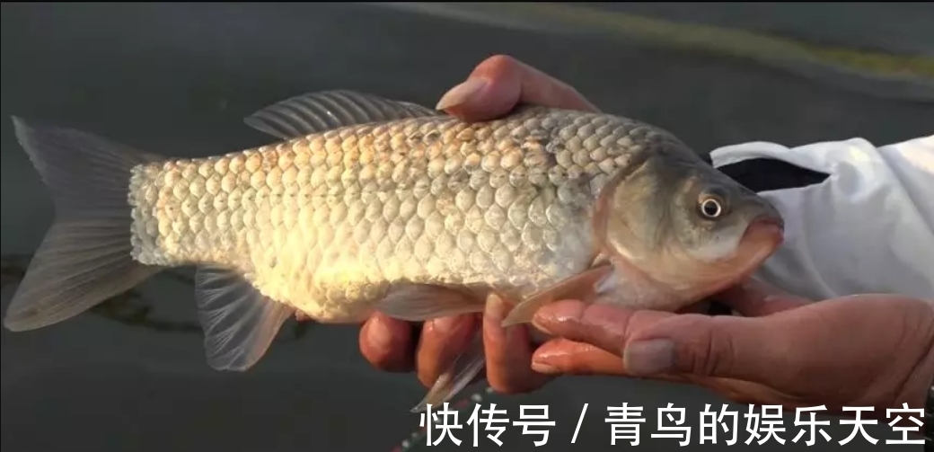 冬季鲫鱼吃饵有特点，准确判断提竿时机很重要！