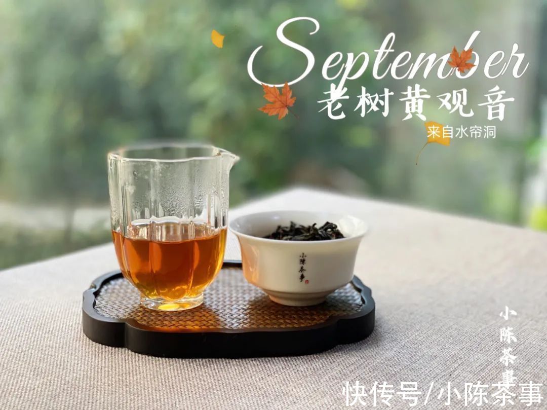 黄观音|老树黄观音，优雅花香包在稠滑茶汤里，既重香又重水的完美之作