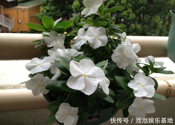 鸡蛋全身是宝将它们分开用作养花,可让盆栽枝繁叶茂、多开花