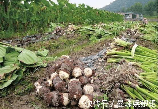 全株有毒,地下根茎曾是充饥粮,叶梗又麻又涩,腌酸菜却很下饭