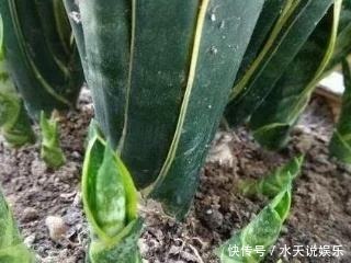 机关|打开虎皮兰这个神秘机关,疯狂冒芽摁不住,简直把盆撑炸!