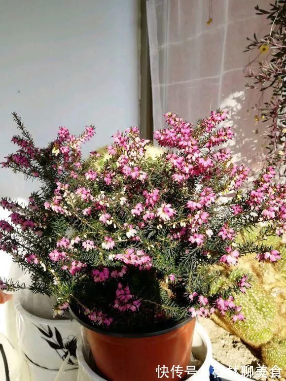 4种花身材不大，花量却怪“吓人”，深秋花开一大片，美翻了