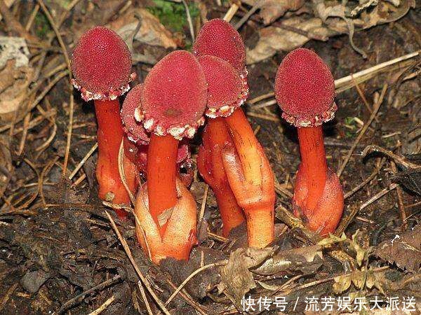 长相|它名叫“红冬蛇菰,”长相酷似菌类植物,一年只能采摘几斤