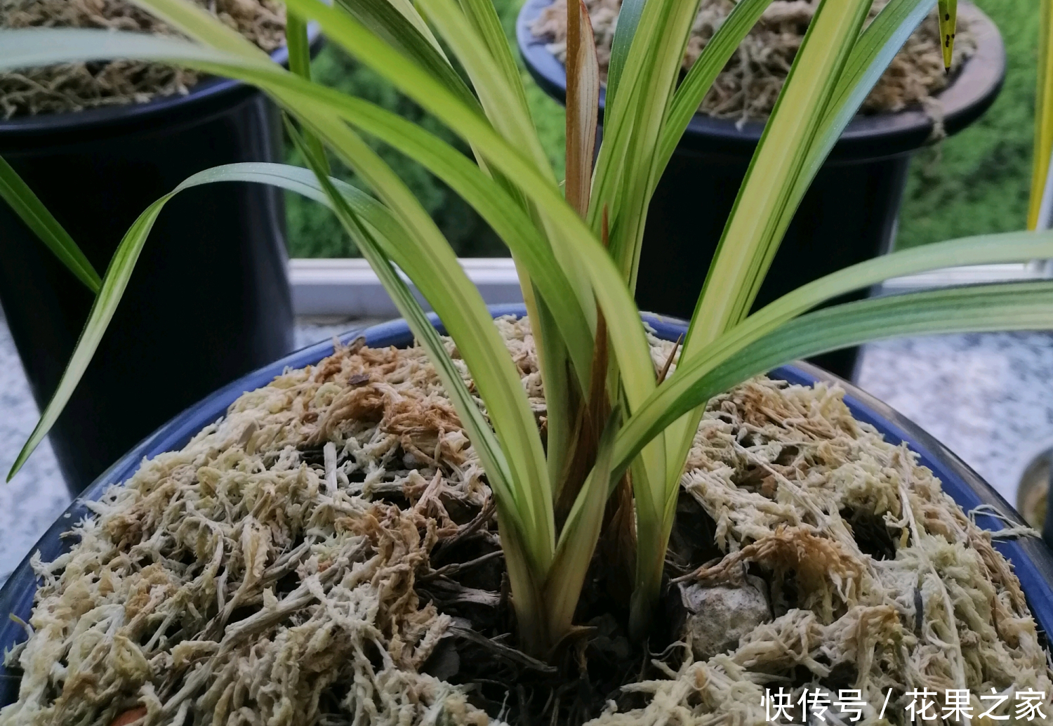  终于|五年磨一“花”，养了5年的艺兰，终于有个结果了！