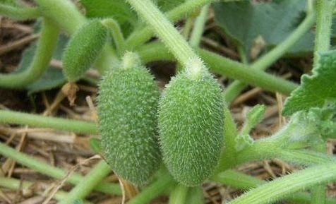 野瓜|在乡下,遇到这种“野瓜”,要离远一点,可不要好奇,沾上一身病