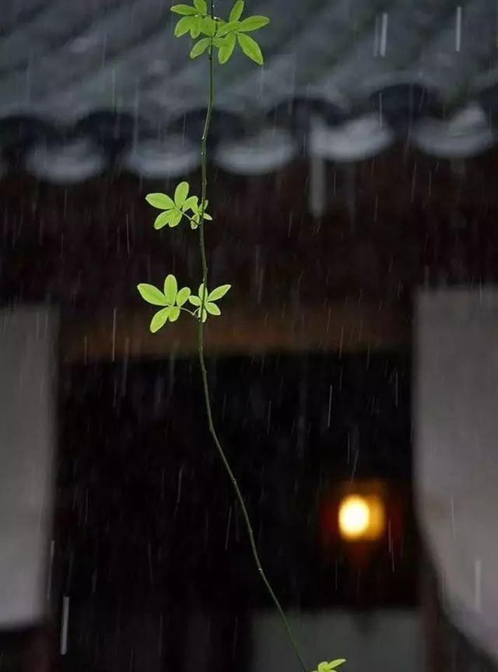 雨滴|一场春雨一场暖,春雨怎么拍才有味这些作品给你灵感