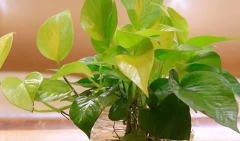 养文竹|6月后,7种花要远离阳台,不然“黄叶”没商量