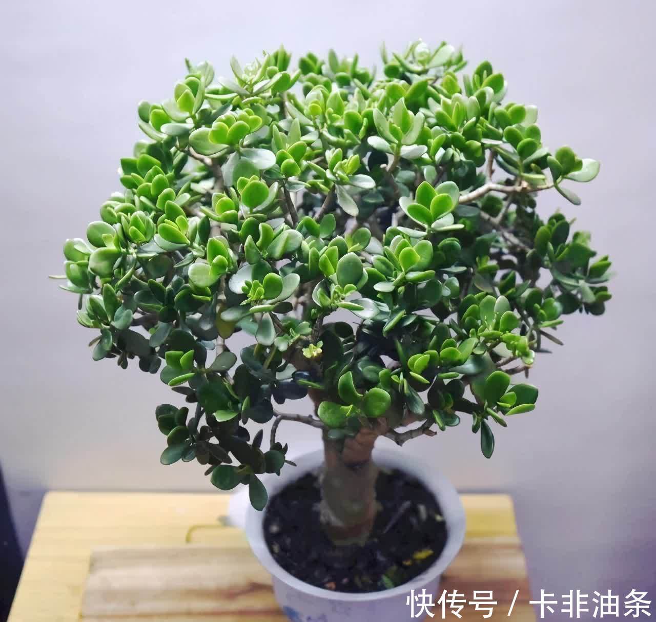 老桩|夏季养玉树,3步要做好,枝子粗叶子绿,越长越好看