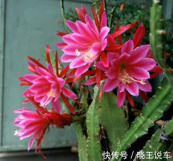 此花比荷花还美,好养好看长势旺,一次能开20朵,南北方都能养