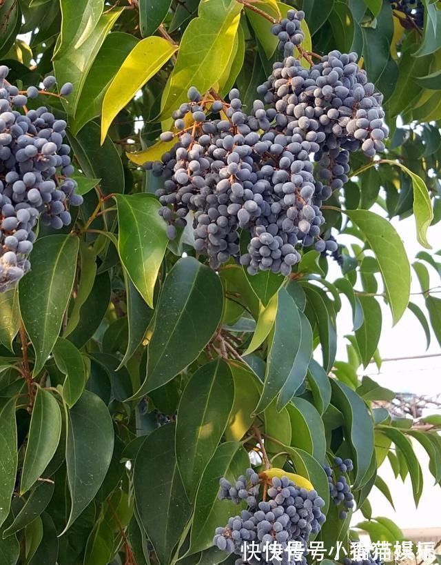 保肝护肝|它是养肝明目“特效药”,路边很常见,遇到别错过
