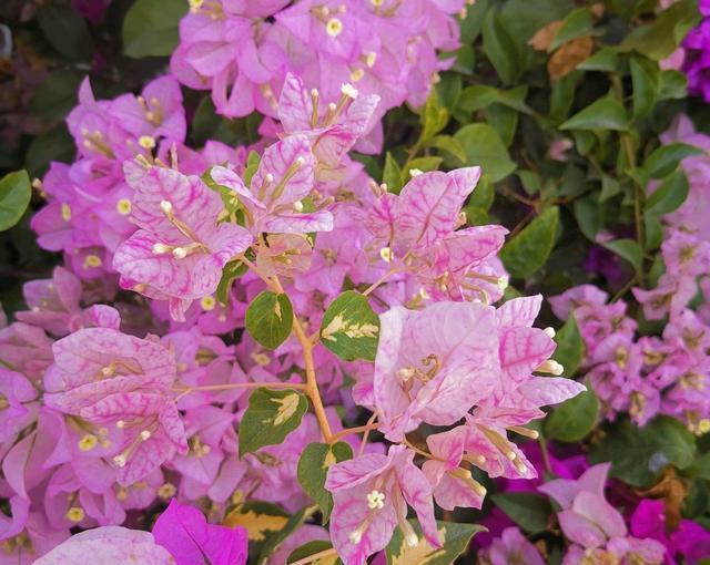  不伤|开春了快给三角梅，茉莉花浇一种水，不伤流，早发芽早开花