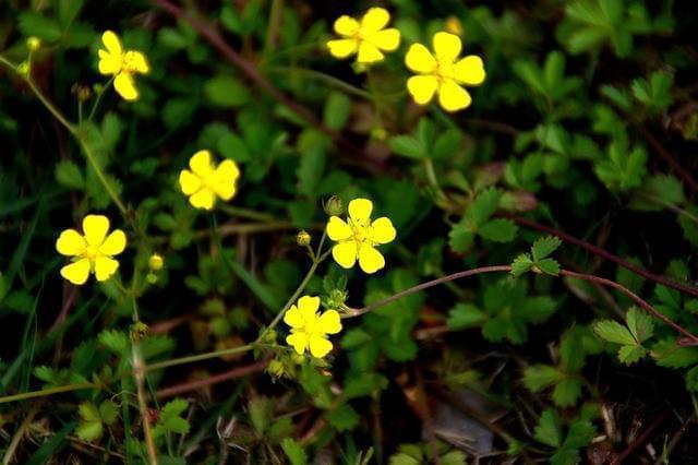 名医别录|这种野果你以为是给蛇吃的?治病也是不错的中药呀