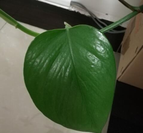 养“绿萝”，李大妈就用“它”，叶子大如掌，一窜10米长！