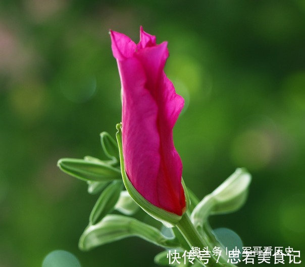 此花硕大而艳丽,叶如牛、似羊蹄,十分的奇特,有骨肉相连的寓意