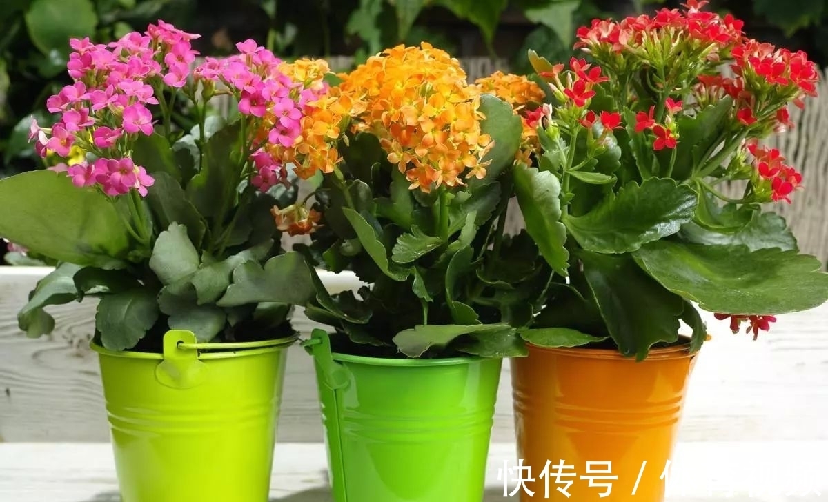 长寿花染上白粉病该怎么办?