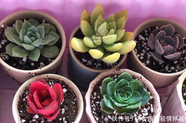 花盆|新手养多肉经常遇到的几个问题,早点知道,就能少走弯路