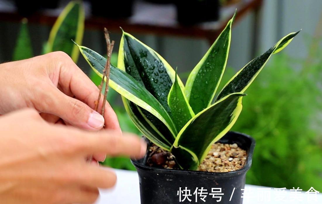 学2招，让不爱出芽的虎皮兰接二连三地往外冒新芽吧！