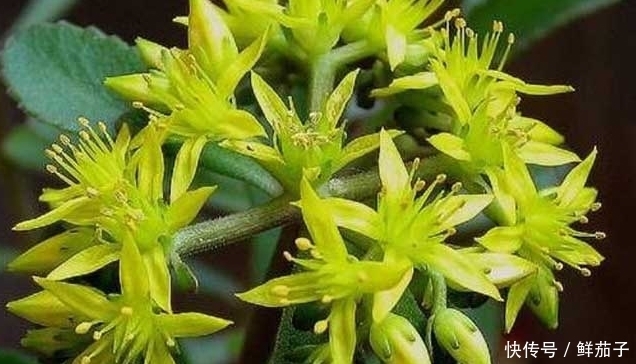 这种能抗肿瘤的野菜，随割随长，亩收达6万，成农民的“摇钱树”