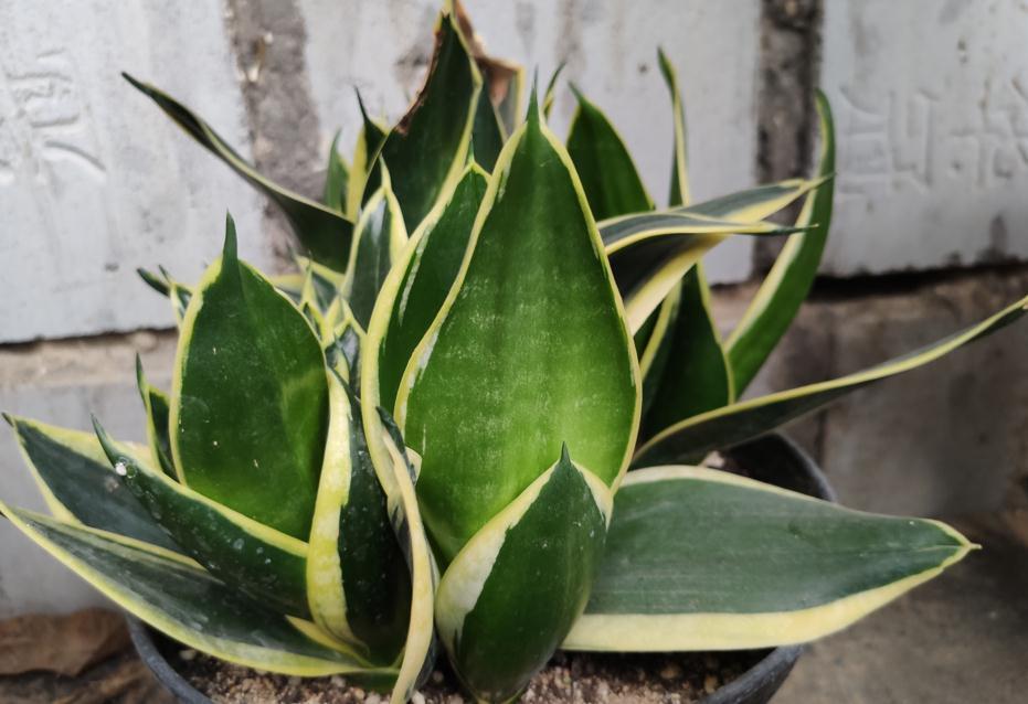 根系|冬季虎皮兰有“3怕”,稍微不注意就会烂根烂叶,现在要做足功课