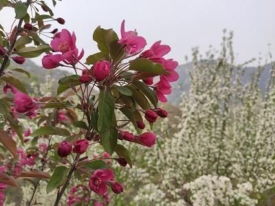 贾峪口村|【生态宜人 美丽房山】佛子庄乡贾峪口村海棠花开美景诱人