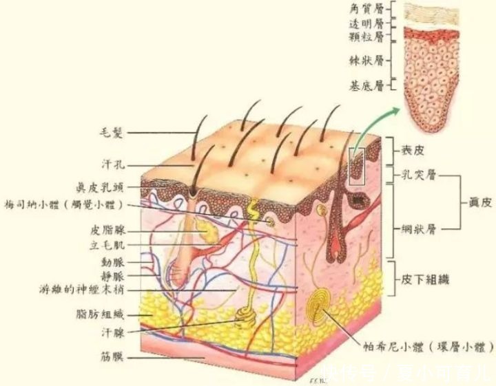 孕妈们|公认好用的5款“化妆品”，上妆水润持久不脱妆，孕妈值得入手