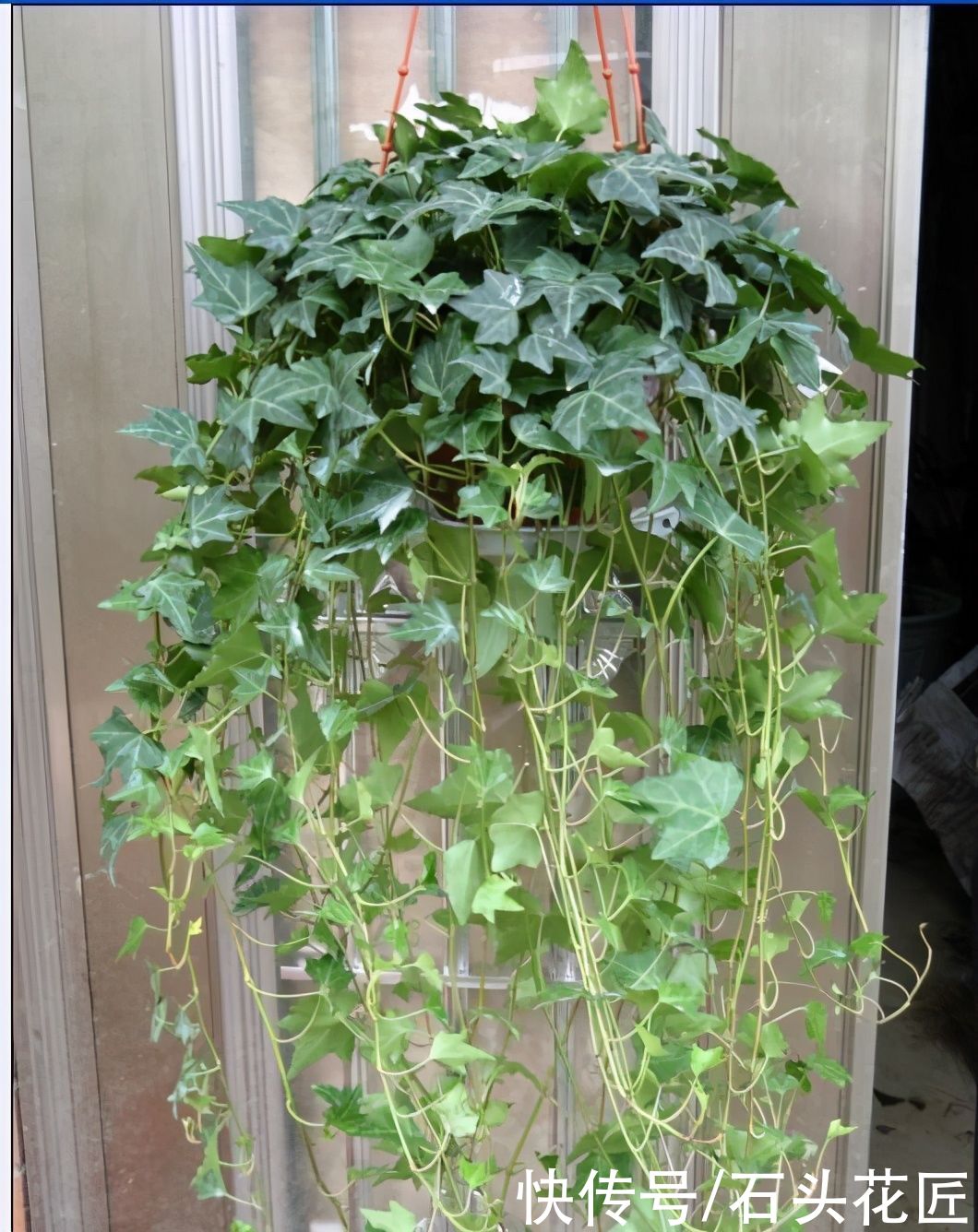  花卉|卫生间“潮湿、有异味”？养上6种花草，干净又清新