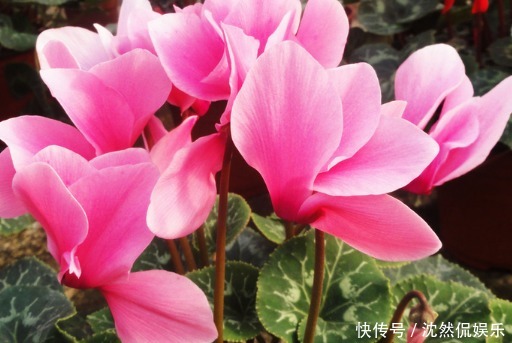 三角梅|适合懒人养的几朵花,比三角梅还能开花,花期养护超简单