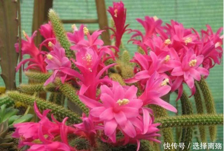 4种花被称为花卉界的劳模,常年开花易爆盆,漂亮一年不停