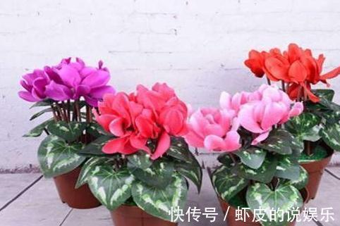 11月逛花市，看到4种花抓紧买，学会这样养，春节能开花爆盆