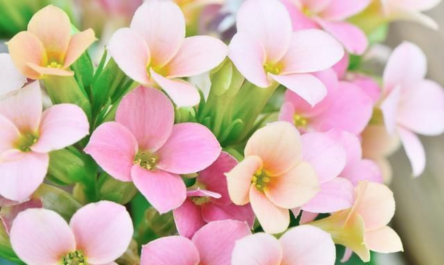 长寿花栽种，这样配土，植株长势旺，管理更简单