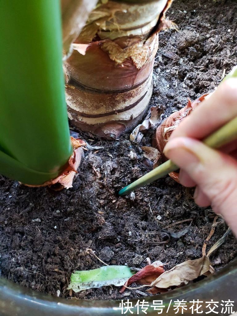  花盆|土壤结块，土面泛白，难怪植物会叶黄枯萎，教你一招轻松解决