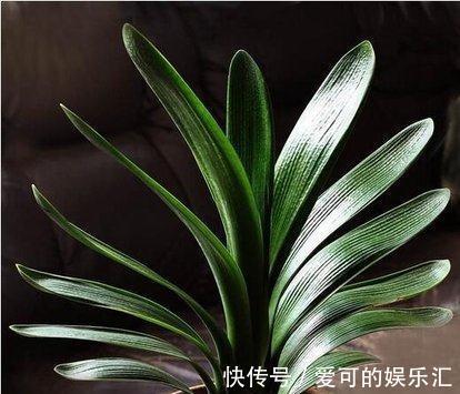 君子兰几月开花,怎样才能让它美美开花